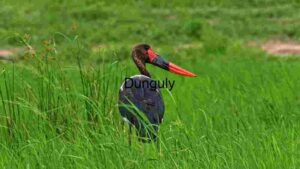 Elegance in Nature: A Saddle-Billed Stork Amidst the Green