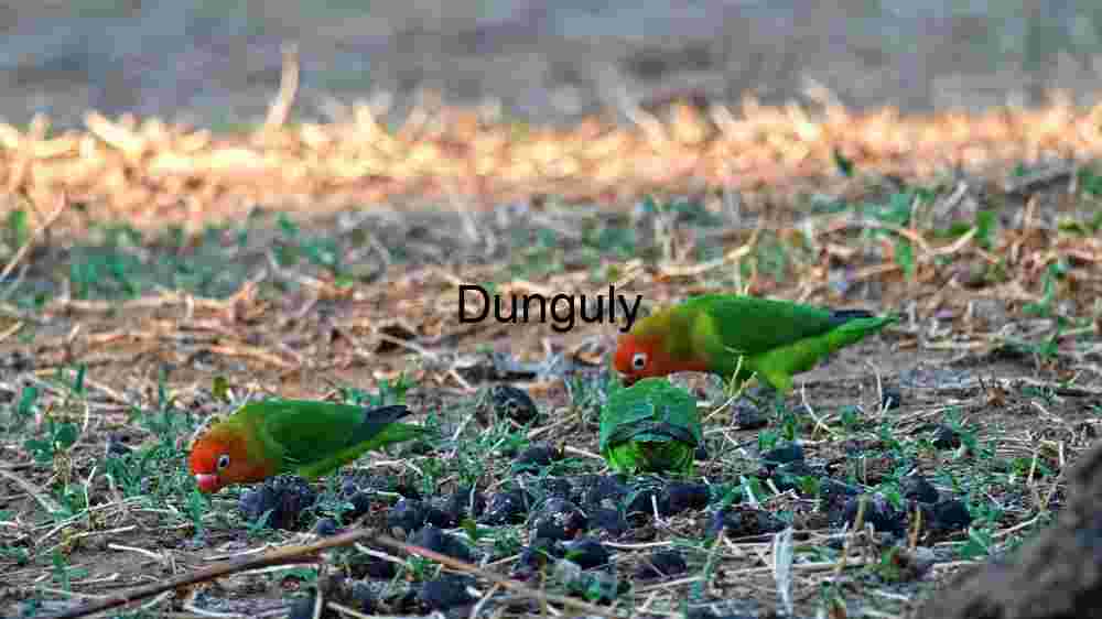Foraging Lovebirds: A Glimpse into Avian Behaviour