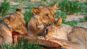 A Lioness and Her Cubs Sharing a Meal