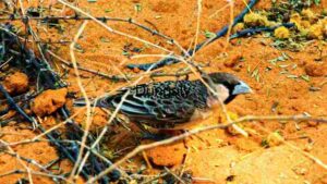 Cute Bird Blending with Nature