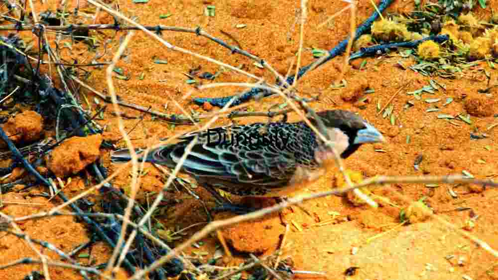 Cute Bird Blending with Nature