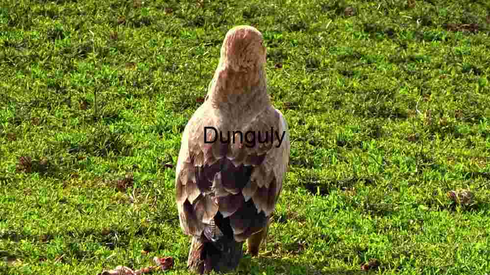 Majestic Repose: An Eagle Amidst the Green