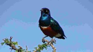 Splendid Glossy Starling: A Vibrant Display of Avian Beauty