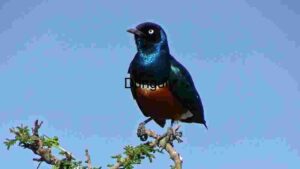 A Vibrant Display of Avian Beauty