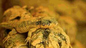 Basking Lizard: A Study in Reptilian Relaxation