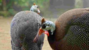Close Encounter: Two Guinea Fowls in Focus