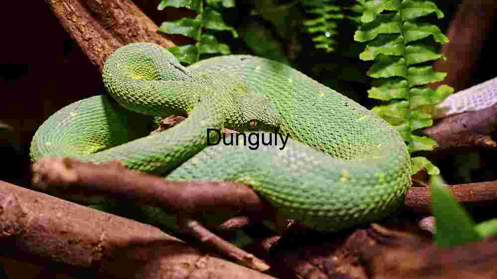 Verdant Vigilance: A Green Tree Python in Repose