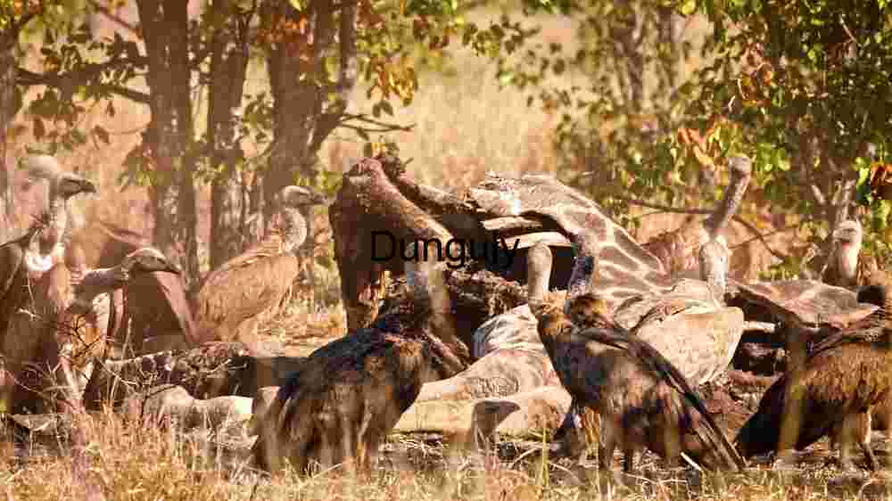 A Gathering of Vultures in the Wild