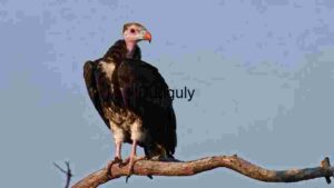 Majestic Vulture Perched on a Branch at Dusk