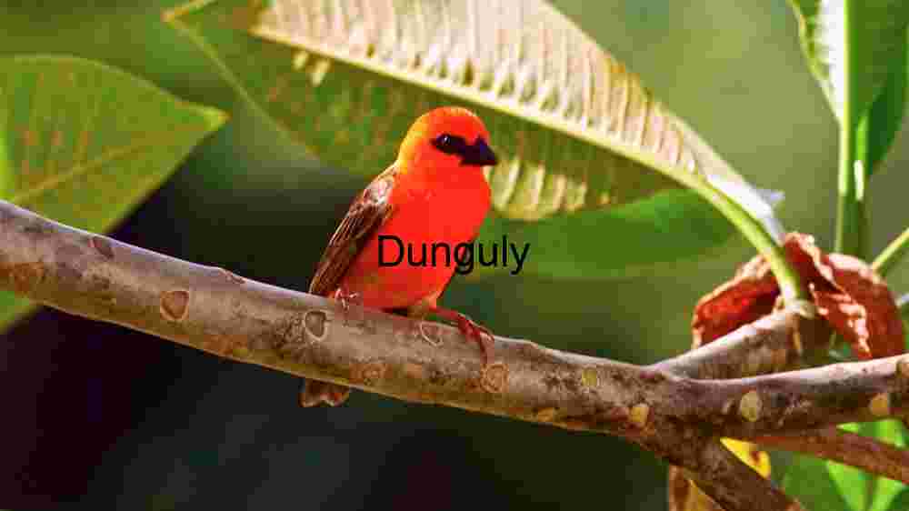 Vibrant Elegance: A Red Fody in its Natural Habitat