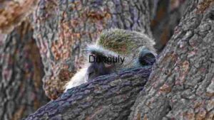 Hidden Gaze: A Peek into the Wild