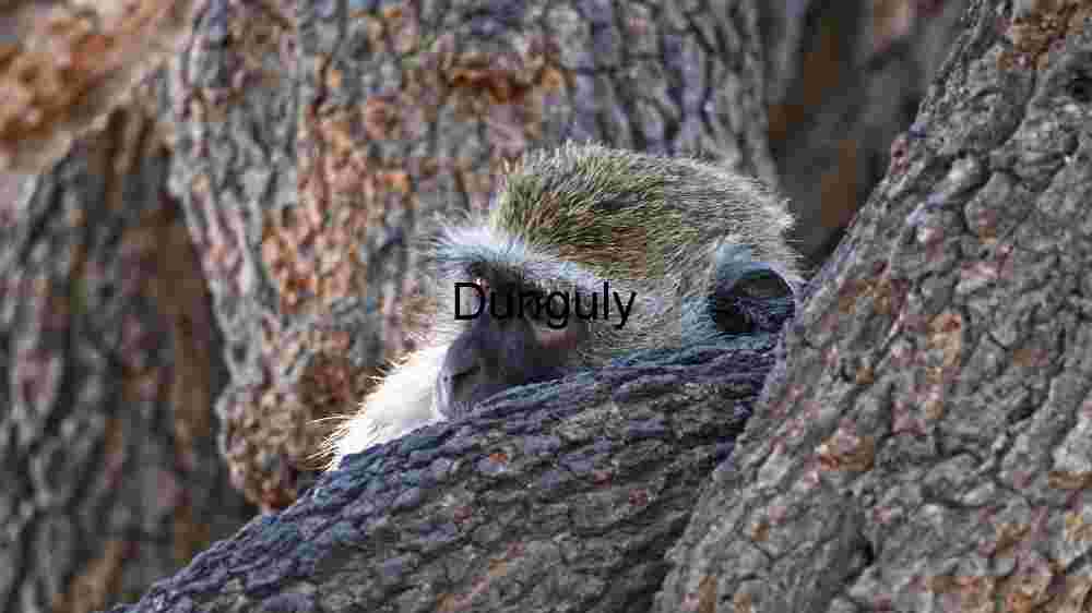 Hidden Gaze: A Peek into the Wild