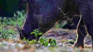 Majestic Wild Boar Foraging in Natural Habitat