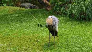 Majestic Grey Crowned Crane in Natural Habitat