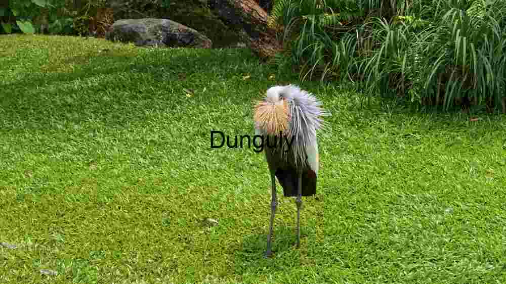 Majestic Grey Crowned Crane in Natural Habitat