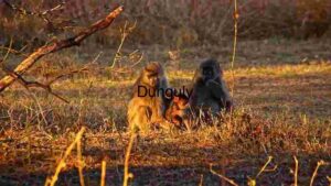 Golden Hour in the Wild: A Baboon Family's Tranquil Moment
