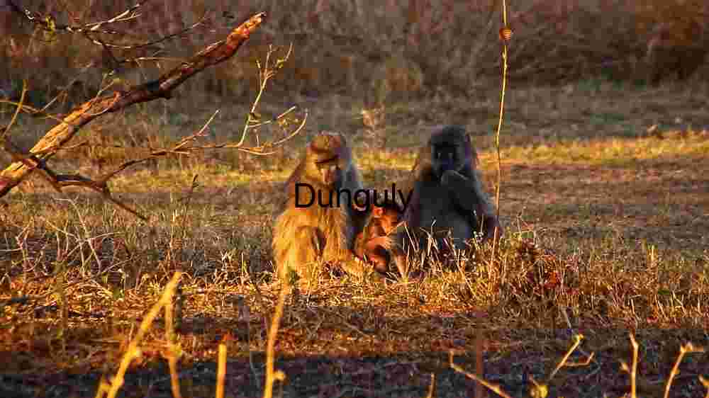 Golden Hour in the Wild: A Baboon Family's Tranquil Moment