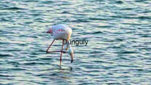 Elegant Flamingo Foraging at Dusk