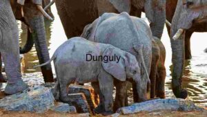 Elephant Family Gathering at Watering Hole