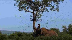 Elephant's Dust Bath: A Spectacle of Nature