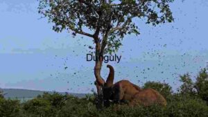 Elephant Bath in Dust