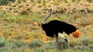 Majestic Stand: An Ostrich in the Arid Wilderness