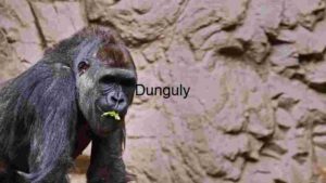 Gentle Giant: A Close-up of a Gorilla in its Habitat