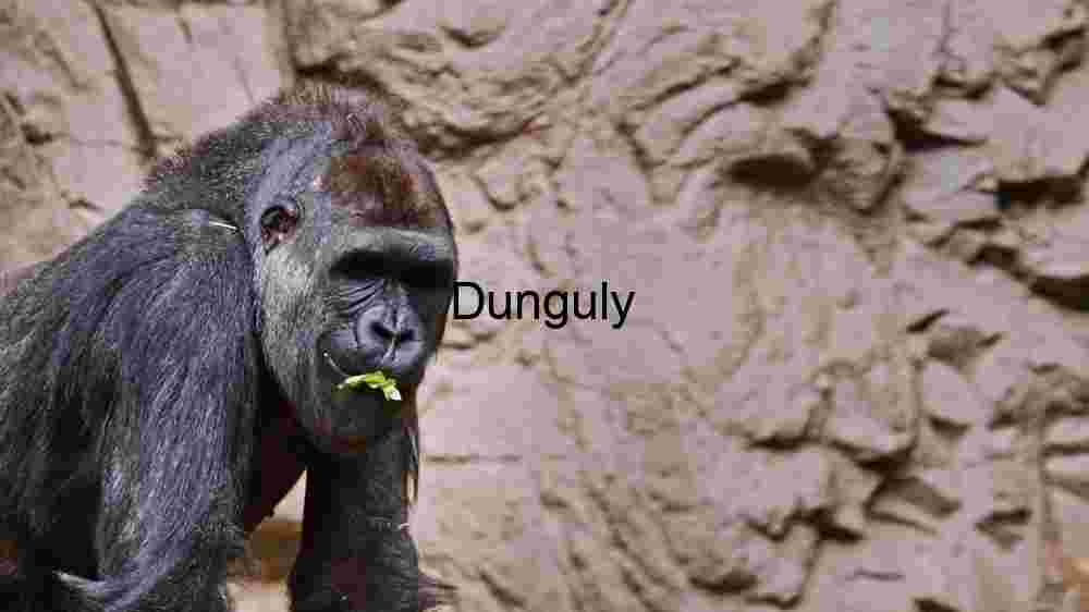 Gentle Giant: A Close-up of a Gorilla in its Habitat