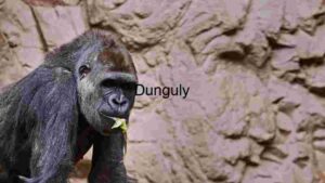 A Close-up of a Gentle Gorilla in its Habitat