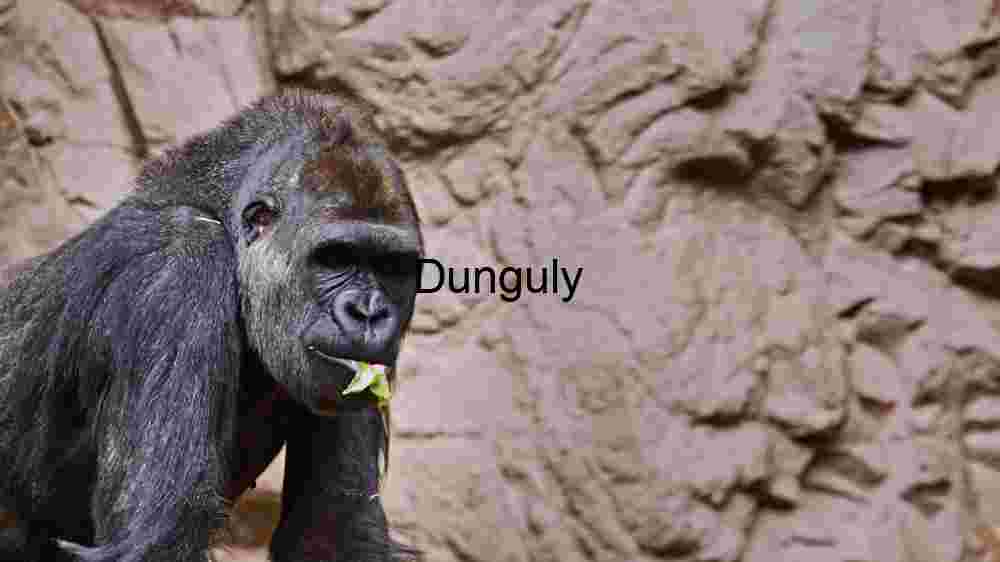 A Close-up of a Gentle Gorilla in its Habitat