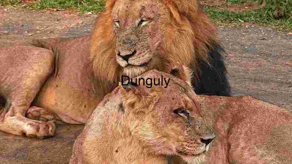 Majestic Lions Resting: A Moment of Tranquility in the Wild