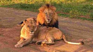 Lions Pair Resting Moment