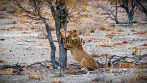 The Stealthy Predator: A Lioness in the Wild