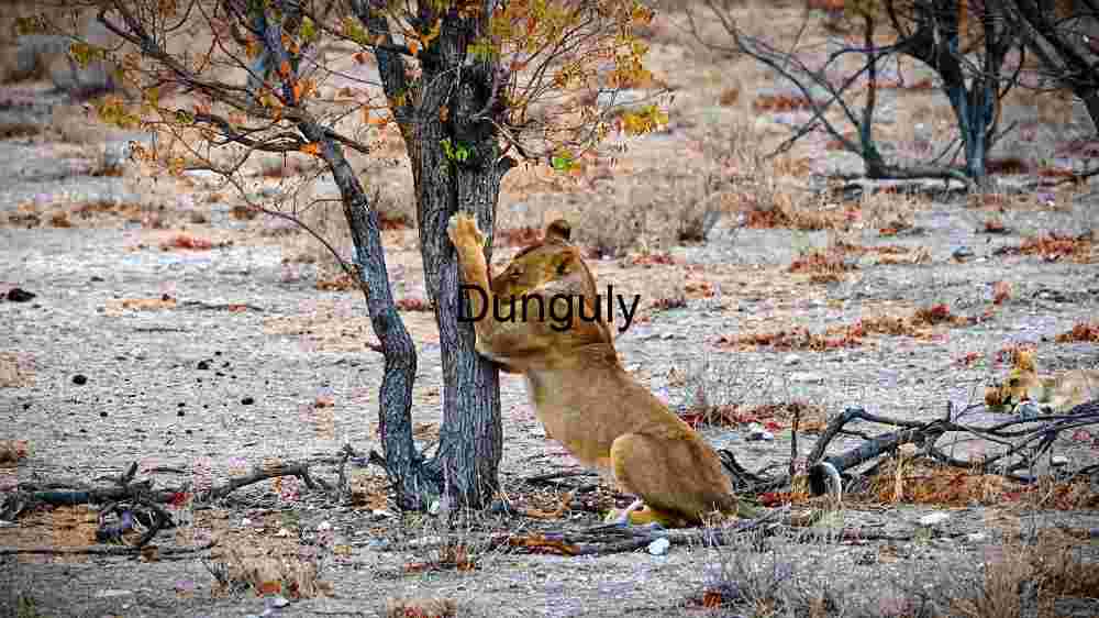 The Stealthy Predator: A Lioness in the Wild