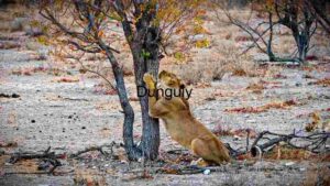 A Lioness Scratching in Tree