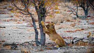 Lioness Going to Climb a Tree