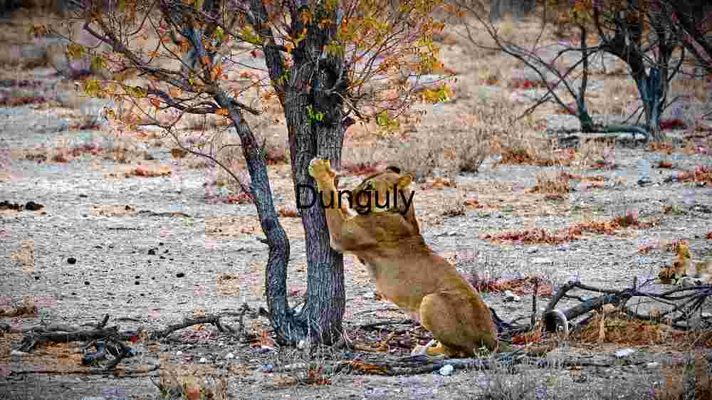 Lioness Going to Climb a Tree