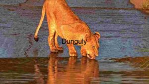 Thirsty Predator at Dusk: A Lioness Quenching Her Thirst