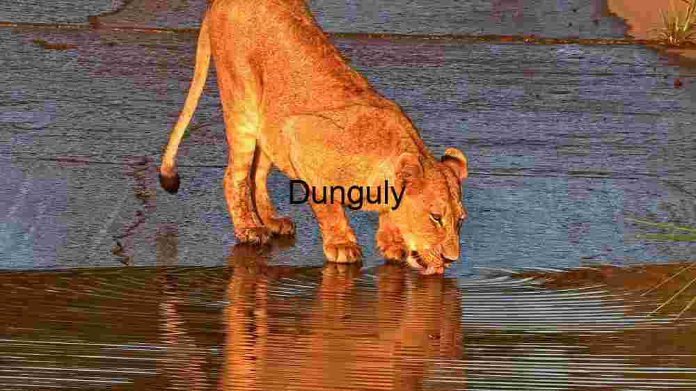 Thirsty Predator at Dusk: A Lioness Quenching Her Thirst