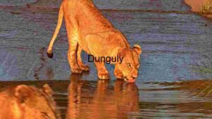 A Lioness Quenching Her Thirst Mirror View