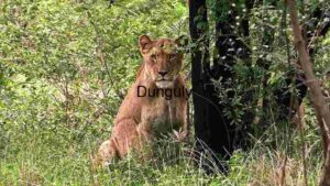 Majestic Lioness in Repose: A Study of Feline Grace in the Wild