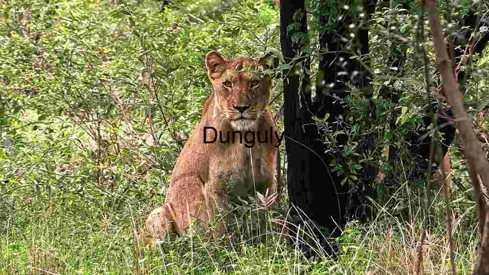 Majestic Lioness in Repose: A Study of Feline Grace in the Wild