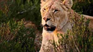 Majestic Lioness in the Wild