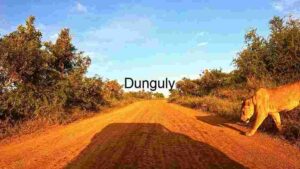 Golden Hour on a Dusty Road: A Lion's Stroll in the Wild