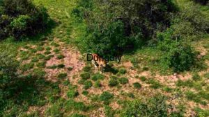 Lone Lioness in Lush Green Meadow