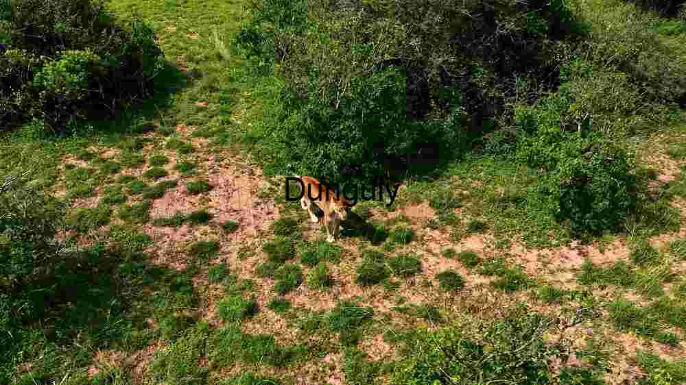 Lone Lioness in Lush Green Meadow