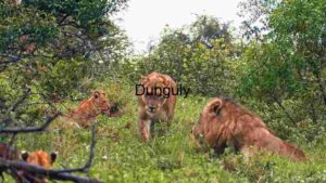 Majestic Lion in the Wild