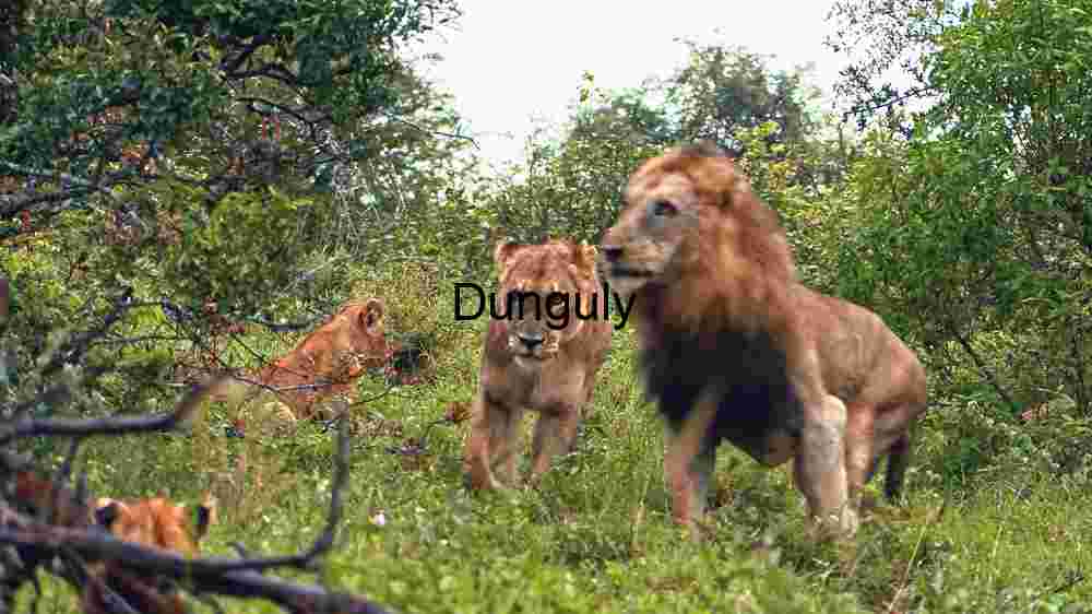 Majestic Lion Family in the Wild