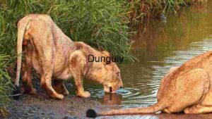 Thirsty Predators: Lions at Water's Edge