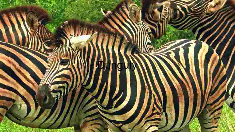 Striped Elegance: A Herd of Zebras in Their Natural Habitat